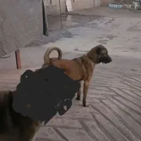 واگذاری توله سرابی|سگ|محمدیه-قزوین, |دیوار