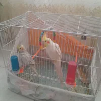 عروس هلندی نر ماده به شرت تخم جوجه