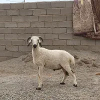 قوچ چاق چاق مناسب  قربانی