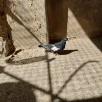 کفتر سرک جوجه و ماده برای فروش|پرنده|شیراز, تندگویان|دیوار