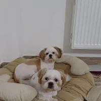 واگذاری شیتزو نر|سگ|رحیمآباد, |دیوار