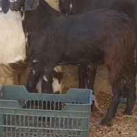 ۲ تروشت فروشی|حیوانات مزرعه|ایرانشهر, |دیوار