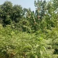 ۶۰ متر خرسندی|فروش زمین و ملک کلنگی|رشت, خرسندی|دیوار