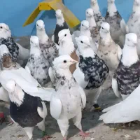 کفتر بازان
