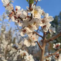 فروش چهار دیواری صحرا انقلاب بعد از انرژی اتمی|فروش زمین و ملک کلنگی|اصفهان, قهاب جنوبی|دیوار