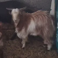 فروش گوسفند چپش نری|حیوانات مزرعه|زرند, |دیوار