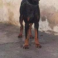 سگ دوبرمن پینچر