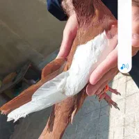 یک کت زرد و سرخ جاوید