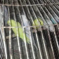 سلام خسته نباشید ۶مرغ عشق مامله با ماده مرغ زات خب