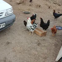 تخم مرغ دو رگ گلین|حیوانات مزرعه|تاتار علیا, |دیوار