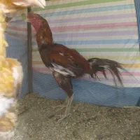 خروس لاری