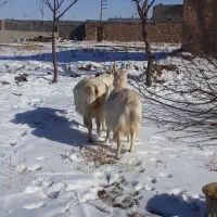 سانن|حیوانات مزرعه|سجاس رود, |دیوار