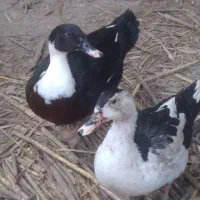 اردک خارجی نر|حیوانات مزرعه|کلاله, |دیوار