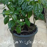 فیلدندرون برکین پُر برگ|گل و گیاه طبیعی|فردیس, شهرک ارم|دیوار