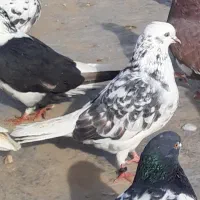 کبوترای اصیل تکی از ۲۰۰تا ۵۰۰|پرنده|هشتگرد, شهرک اداری|دیوار