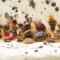 سمپاشی ساس سوسک کک کنه در تمام نقاط تضمینی