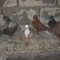 بشرط پرش وجوجه