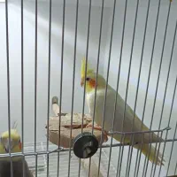 عروس هلندی دوماهه ۳ماهه|پرنده|فومن, |دیوار