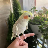 عروس هلندی گم شده