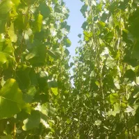 فروش صنوبر یکساله (نگرا)