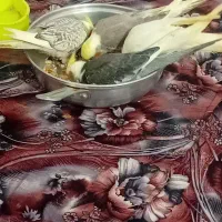 عروس هلندی دستی رام