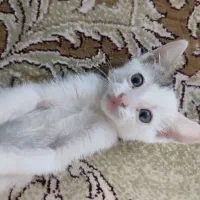 گمشده|حیوانات|بابلسر, |دیوار