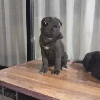 ژرمن میکس بلک و هاسکی|سگ|تهران, چیتگر جنوبی|دیوار