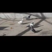 کبوتر پلاکی|پرنده|الوند, |دیوار