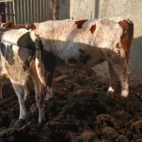 گاو آبستن شیر بالا|حیوانات مزرعه|اسفراین, |دیوار