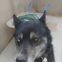 هاسکی بازیگوش|سگ|سبزوار, قصبه غربی|دیوار