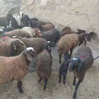 بره پای پروار دشتی
