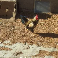 خروس زیبا|حیوانات مزرعه|سنندج, |دیوار