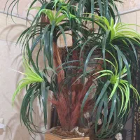 به نام خدا درخت نوجنس خوب