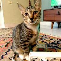 واگزاری رایگان بچه گربه نر