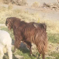 پاچن سالم سرحال