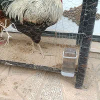 مرغ خروس محلی