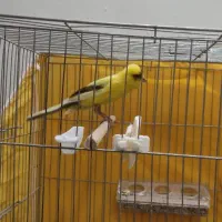 قناری نر بلند معاوضه با عروس هلندی