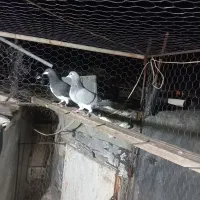 فروش ماده بدرنگ سبز و شهری سیاه نر|پرنده|کازرون, |دیوار