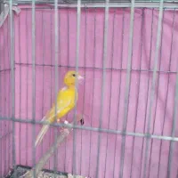 قناری نر و ماده