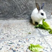 خرگوش ها نره وماد ،۱ساله وچند ماه قیمت دونه۳۰۰هزار|موش و خرگوش|پلدختر, |دیوار