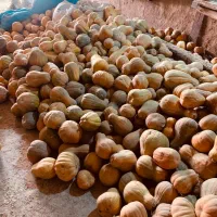 کدو کیلویی ۱۵