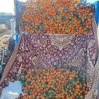 حراج پرتقال توسرخ