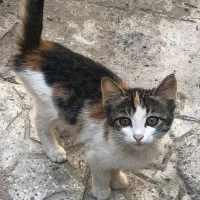 واگذاری گربه سه ماهه