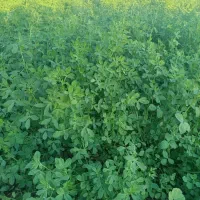 یونجه و گندم با برداشت بالا