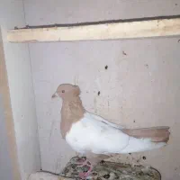 دمه سیاه و سینه زرد