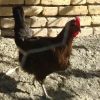 مرغ کاهکلی ۲عدد بفروش میرسد