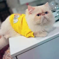 پرشین نر