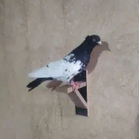 خانه کفتر جفتگاه 30 عدد|پرنده|کاشمر, |دیوار