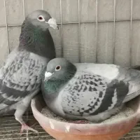 کبوتر مسافتی و پلاکی|پرنده|اصفهان, عمان سامانی|دیوار