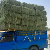 یونجه درجه یک